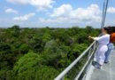 No Dia da Árvore, Amazonastur destaca roteiro para conhecer a imponência da floresta amazônica