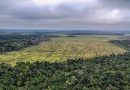 Desmatamento cai pela metade na Amazônia e sobe 43% no cerrado em 2023, aponta dados do Inpe