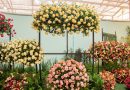 Festa de Flores e Morangos terá entrada solidária